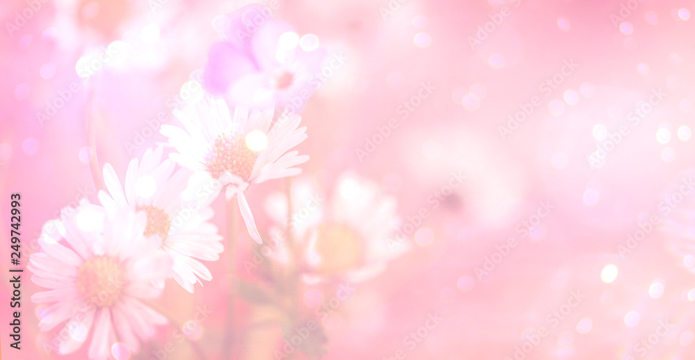Blumen, Gänseblümchen vor rosa, beschreibbar, Bokeh