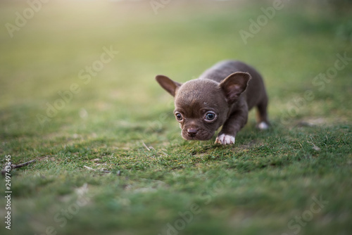 lawn puppy