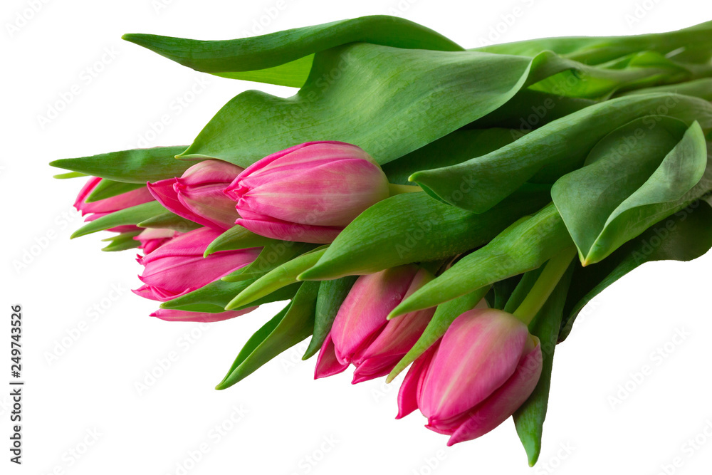 Bouquet of pink tulips with green leaves isolated on white background Bouquet of pink tulips with green leaves isolated on white background