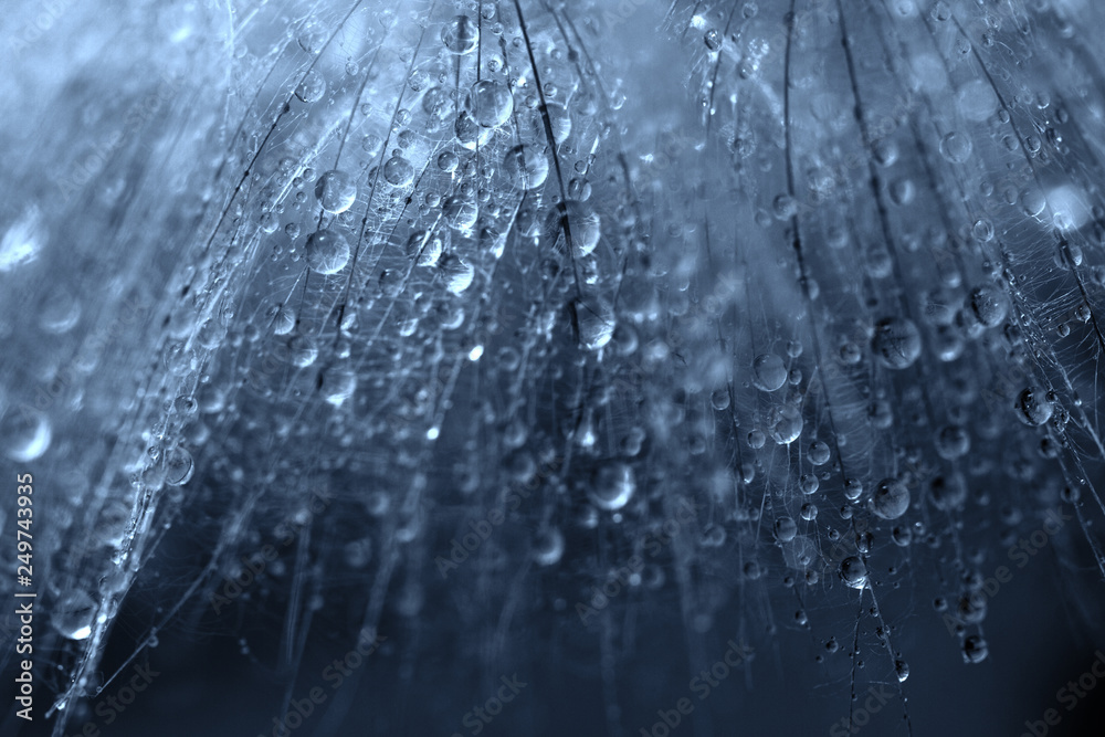 Plant seeds with water drops Plant seeds with water drops