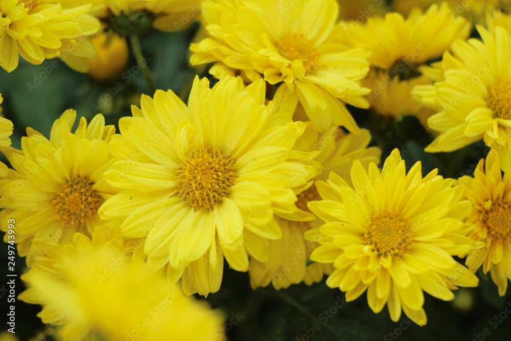 Chrysanthemum morifolium is beautiful in the garden Chrysanthemum morifolium is beautiful in the garden