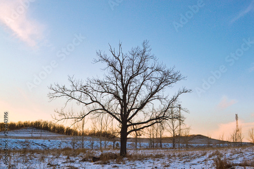 Bare tree, on a snow-covered landscape.
