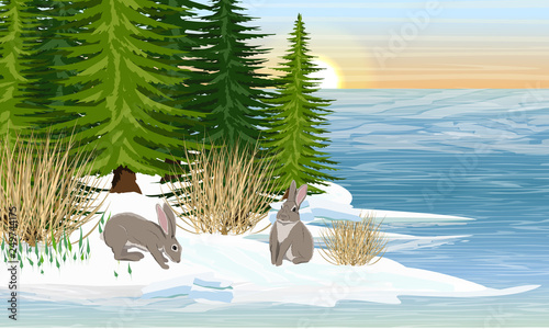 Hares on the shore of a forest lake. Spring. Melting ice, the first snowdrops. Spruce forest. Wild animals of Europe and America. Realistic Vector Landscape