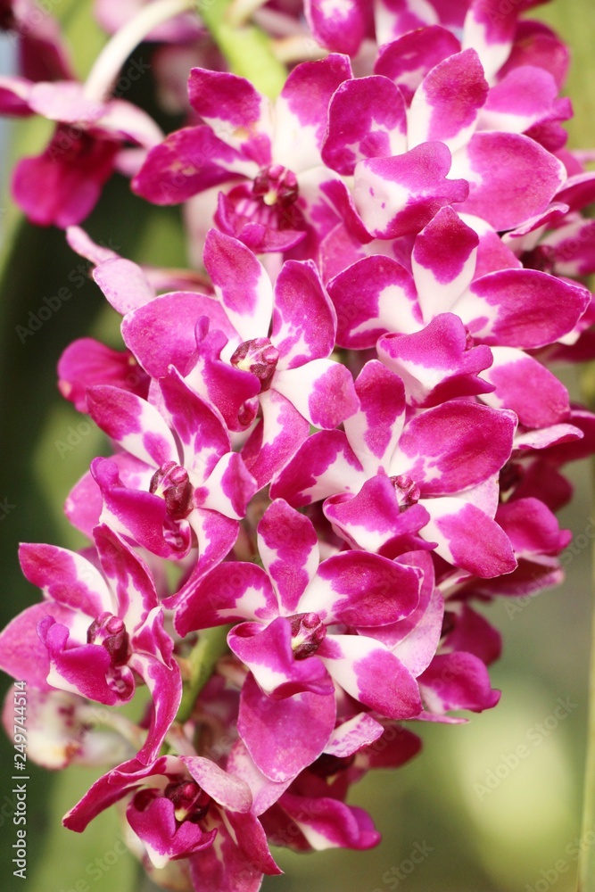 Orchid flower is beautiful in the garden Orchid flower is beautiful in the garden