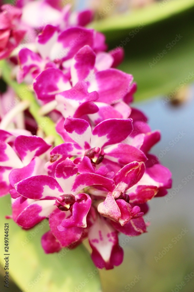 Orchid flower is beautiful in the garden