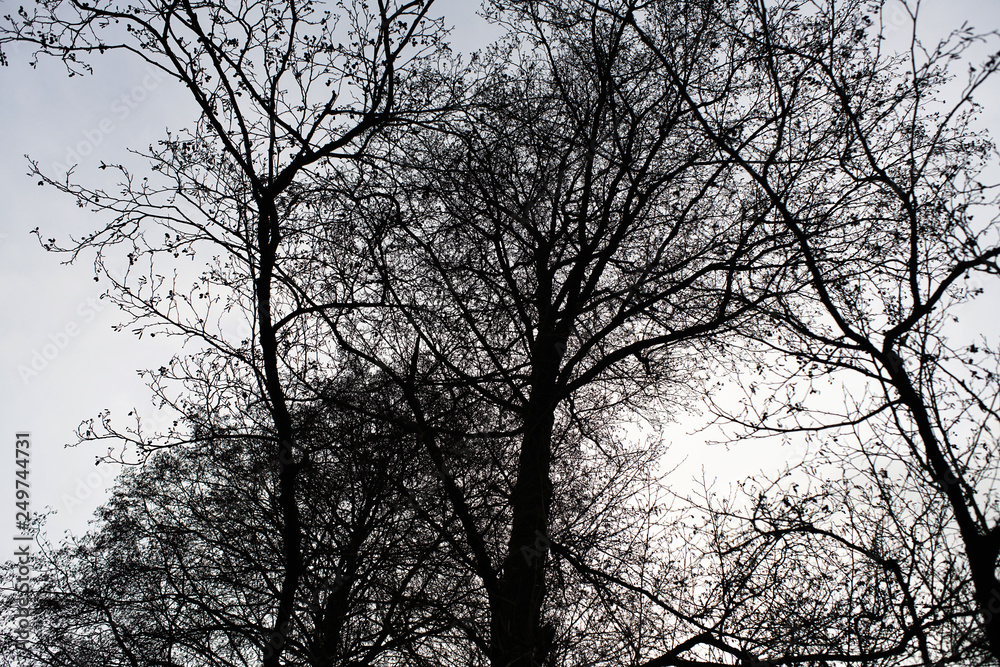Gloomy landscapes with dark trees photographed on a murky stormy winter afternoon in Germany Gloomy landscapes with dark trees photographed on a murky stormy winter afternoon in Germany