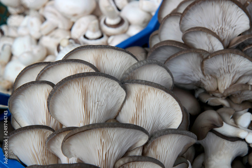 Fresh oyster mushrooms. (Pleurotus ostreatus). Fresh mushrooms on the market