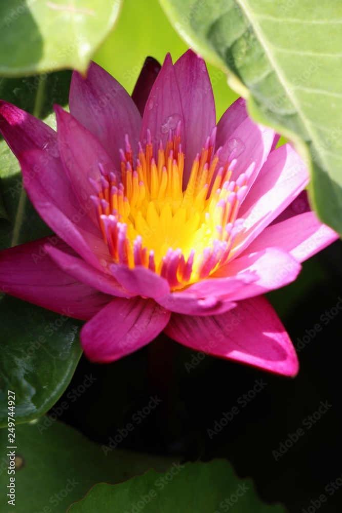 Beautiful lotus in the pond with nature