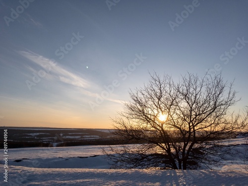 tree in sunset at winter