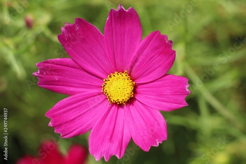 Beautiful cosmos colorful flowers in the garden