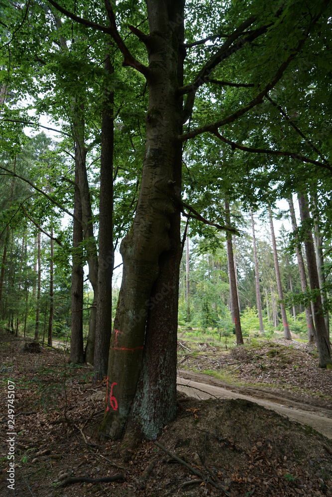 Fototapeta premium Gloomy landscapes with dark trees photographed on a murky stormy winter afternoon in Germany