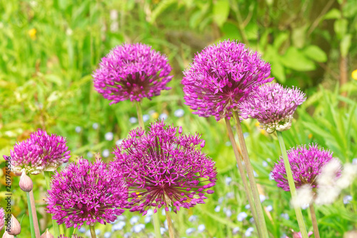 Beautiful and vibrantly colorful Flower Portraits and interesting and unusual gardens.