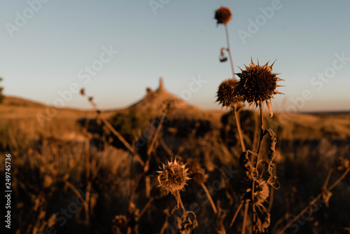 Sunflowers   Chimney 