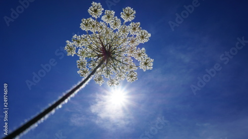 flower on blue sky