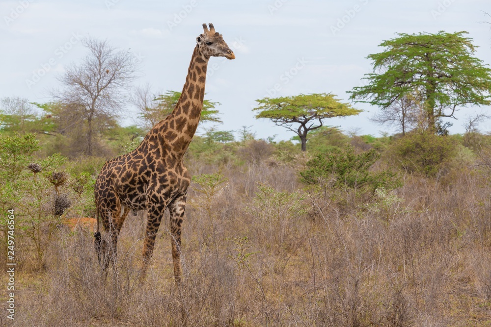 Fototapeta premium Tanzania. Żyrafa w parku Selous