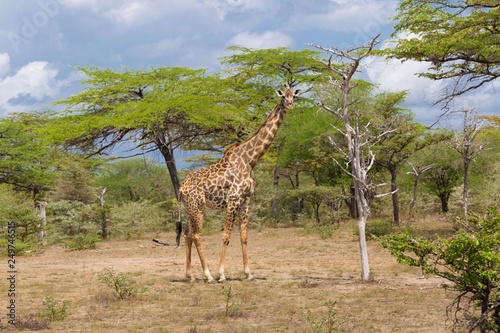 Tanzania. Giraffe in Selous park