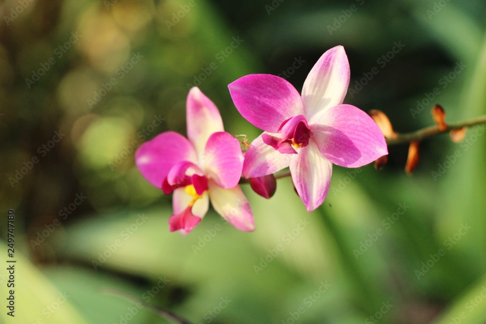 Orchid flower is beautiful in the garden Orchid flower is beautiful in the garden