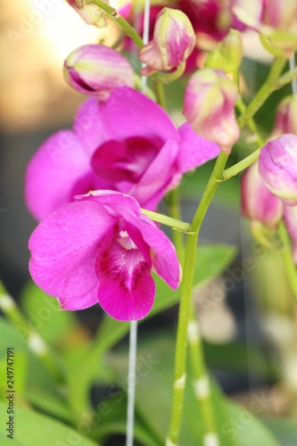 Orchid flower is beautiful in the garden