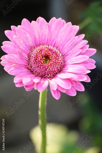 Gerbera flowers is beauty in the garden