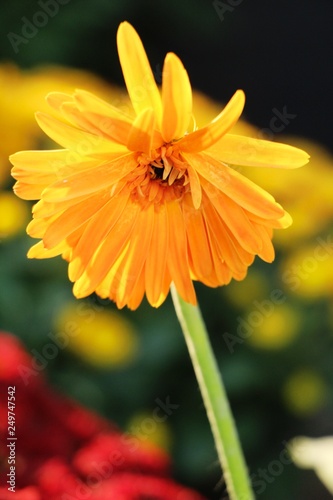 Gerbera flowers is beauty in the garden
