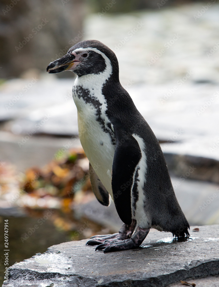 Obraz premium Humboldt Penguin on the rock