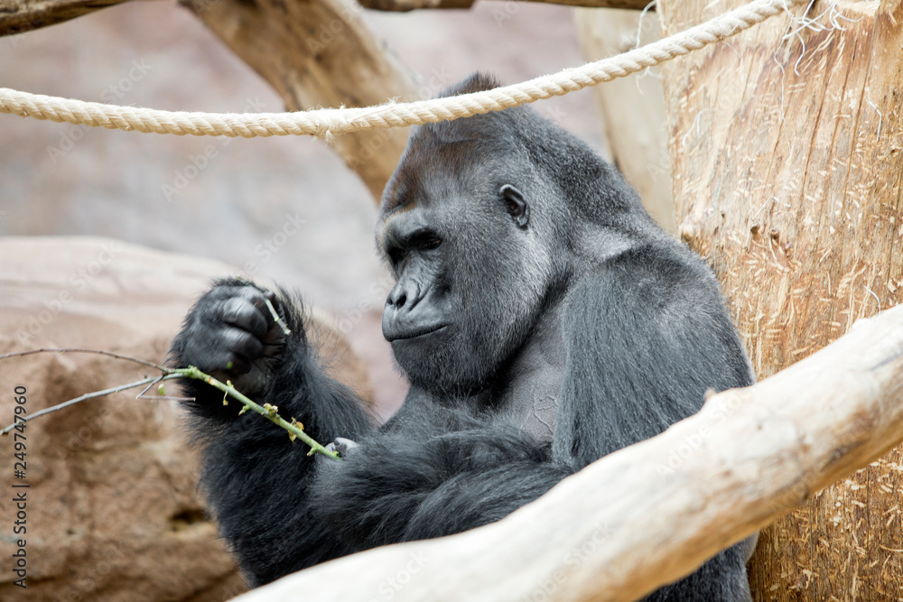 Obraz premium the male gorilla with a twig