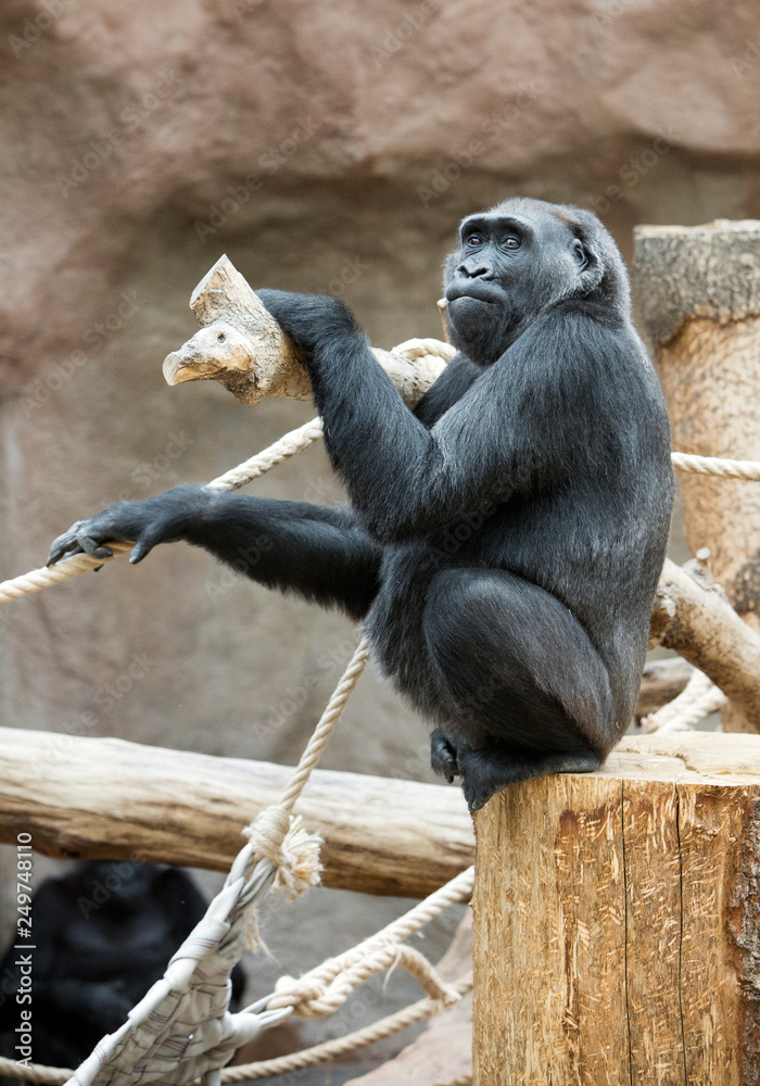 gorilla sits on a tree trunk