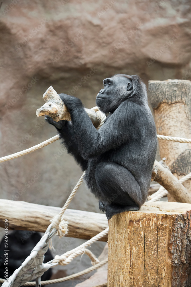 gorilla sits on a tree trunk gorilla sits on a tree trunk