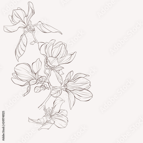 Sketch Floral Botany Collection. Magnolia flower drawings. Black and white with line art on white backgrounds. Hand Drawn Botanical Illustrations.