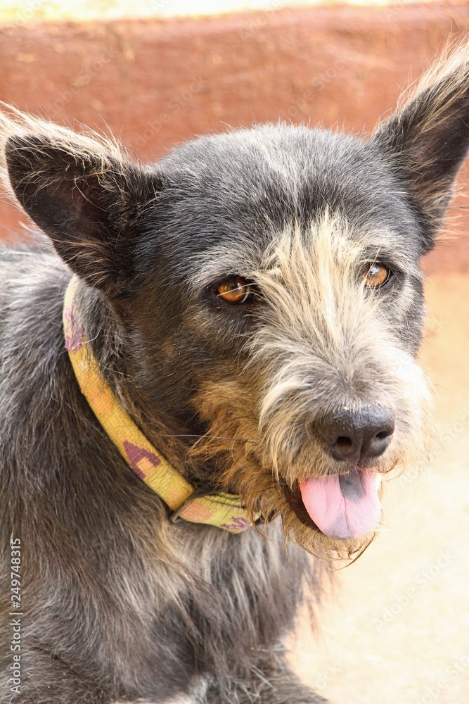 Fototapeta premium Black dog cute is staring on floor