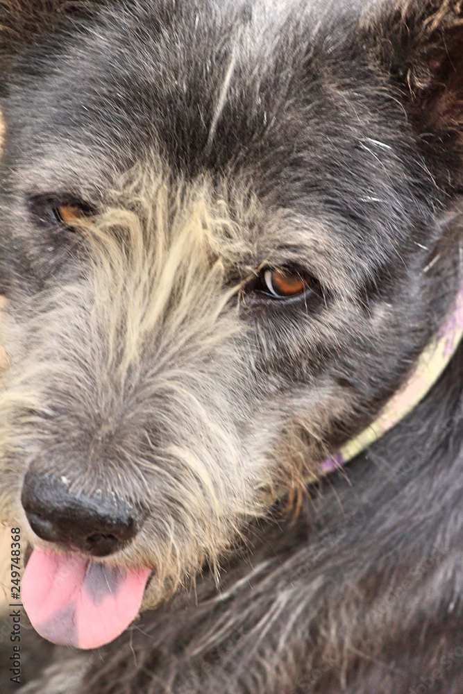 Fototapeta premium Black dog cute is staring on floor
