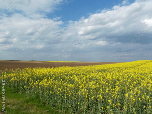 Field of oilseed rape by the road in hungary