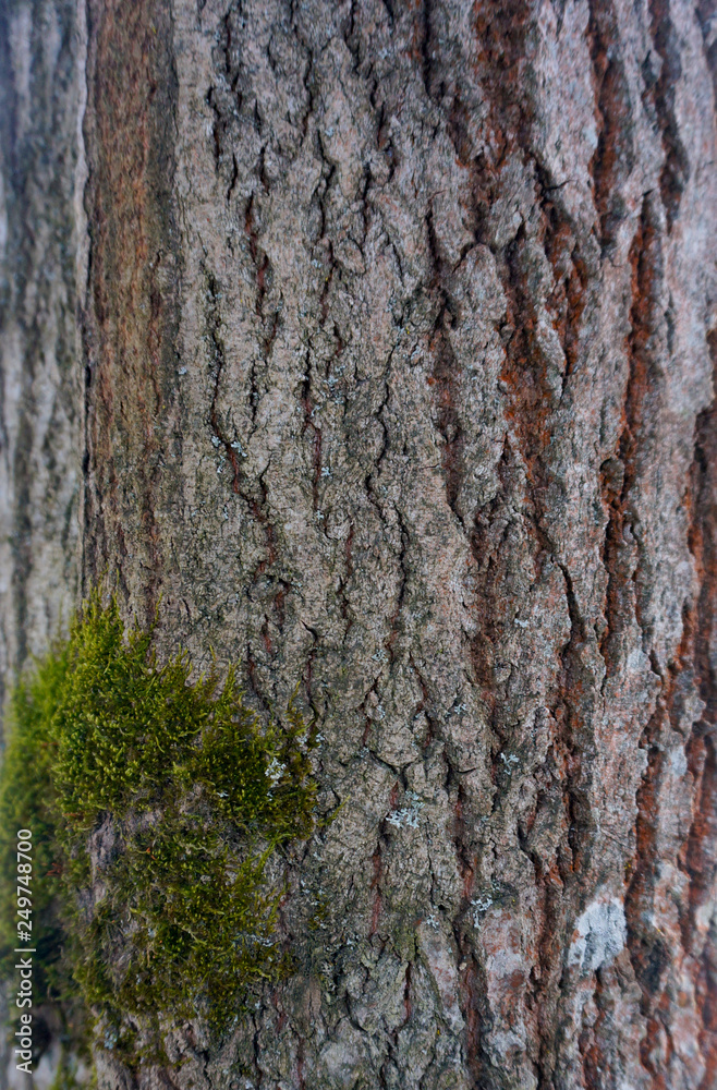 Obraz premium wood bark and moss