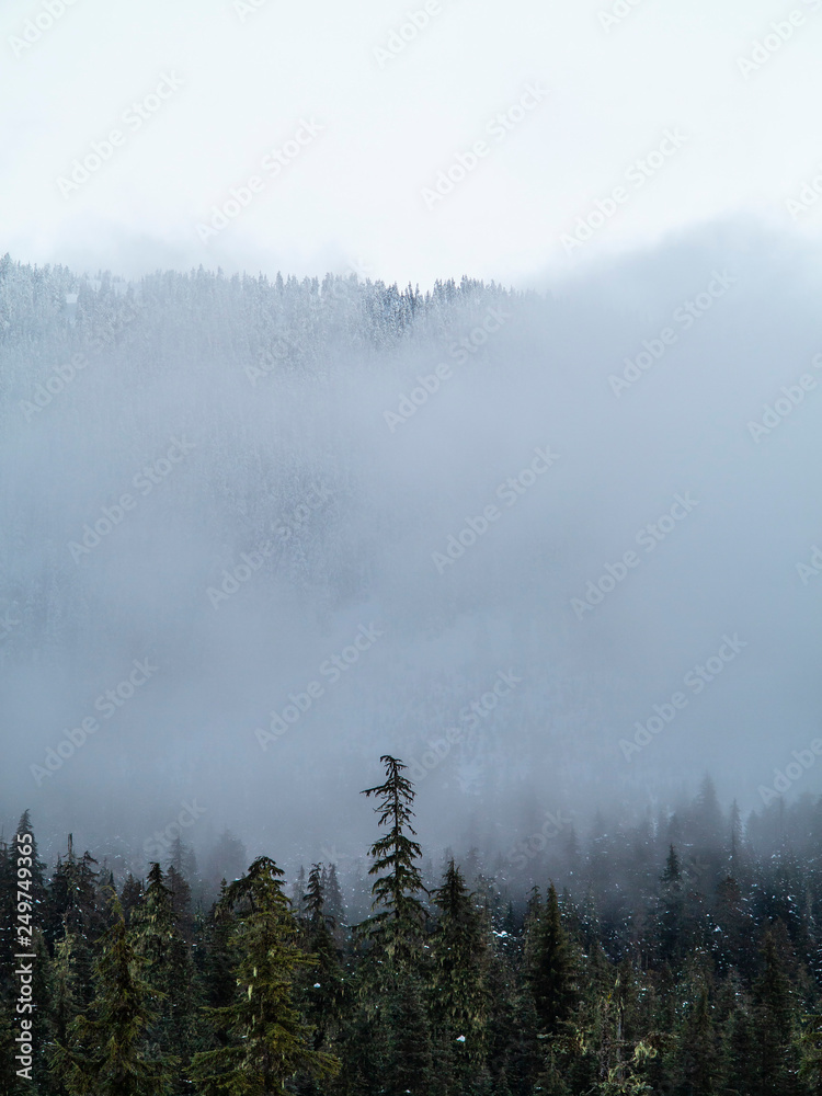 pine tree forest in the mountains on a foggy day