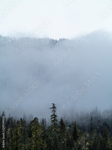 pine tree forest in the mountains on a foggy day