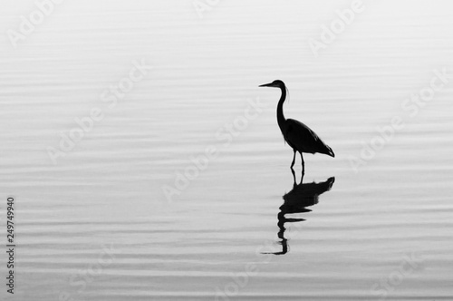 Silhouette of a heron in the water with ripples and reflection