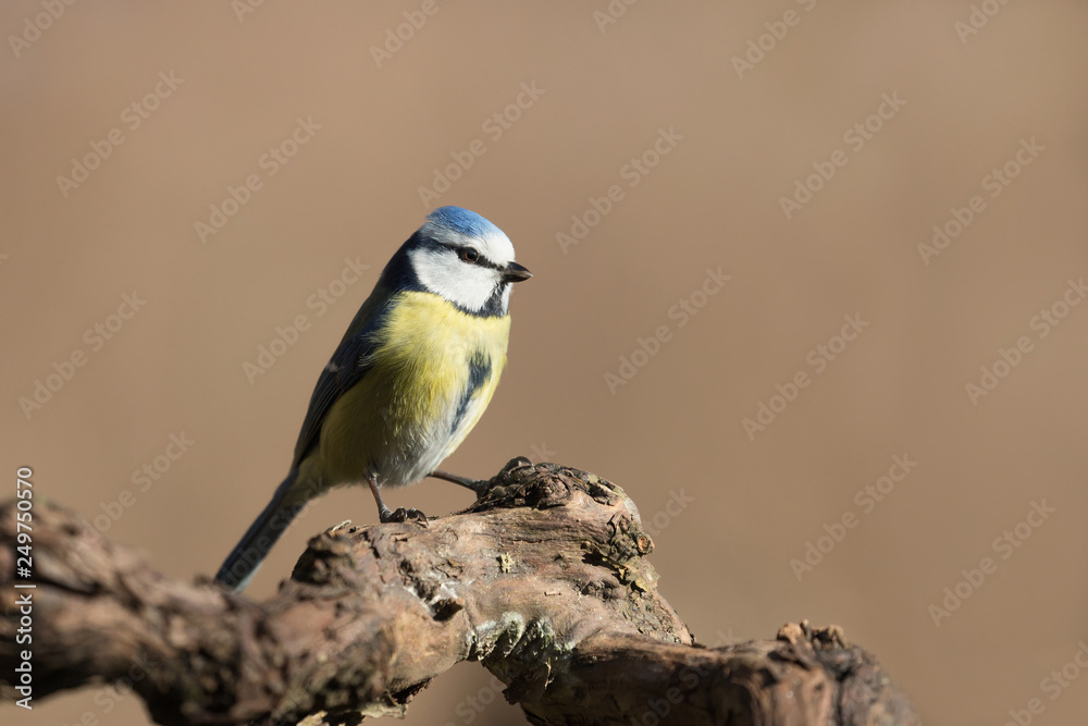 Naklejka premium Splendido ritratto di una cinciarella (Cyanistes caeruleus)