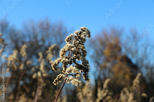 forest-foam spiere in autumn photo