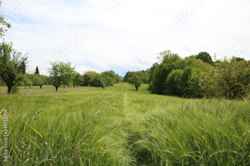 Grain field in spring