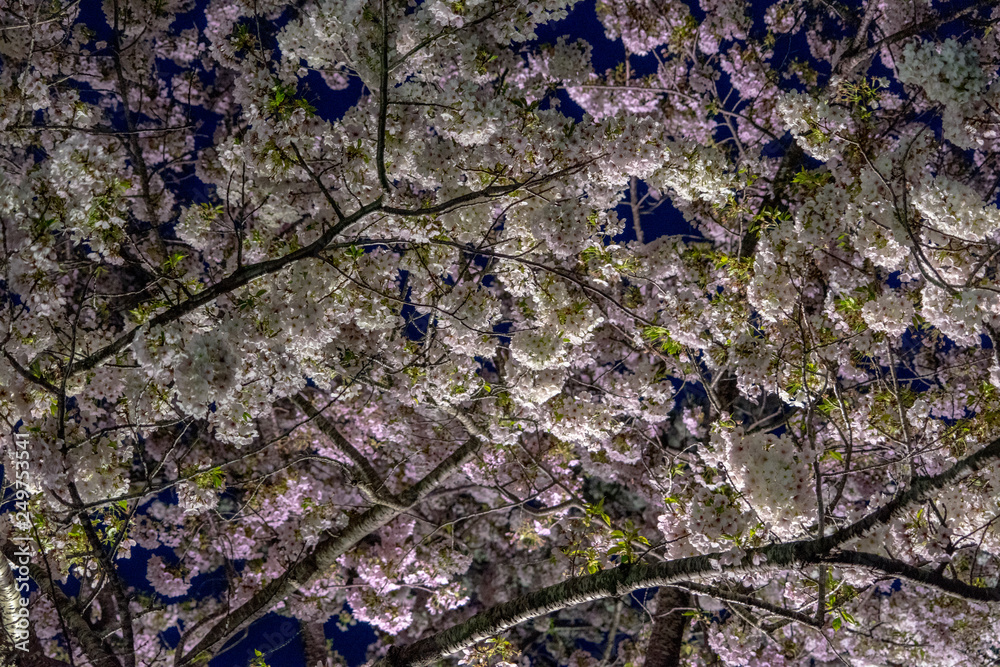 Senba Lake Cherry Blossoms