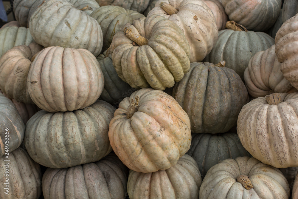 a lot of white pumpkins