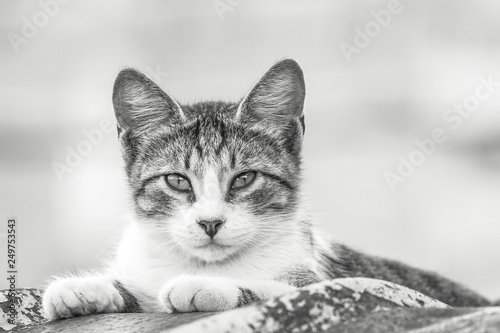 portrait of a cute kitten, cute kitten on nature 