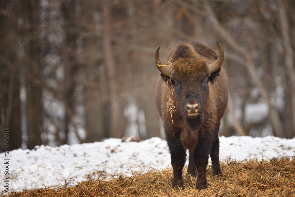 Wild European bison Wild European bison