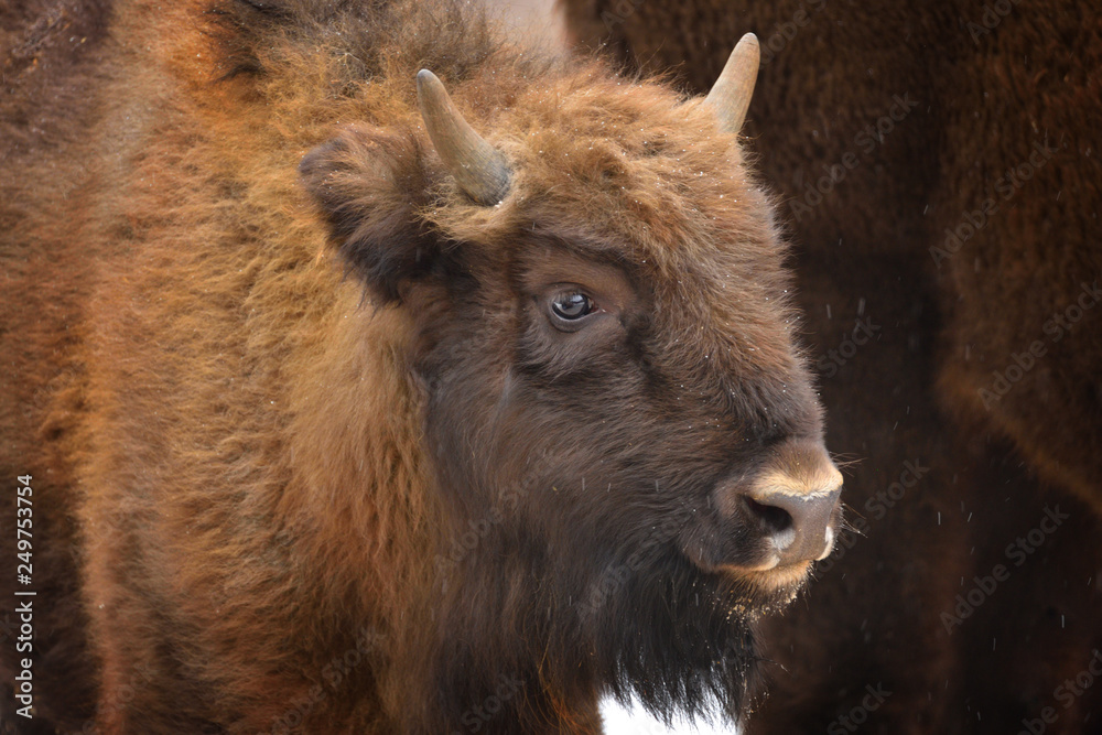 Fototapeta premium Wild European bison