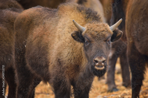 Wild European bison