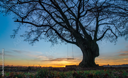 mystic tree with swing in romantic golden hour sunset. Inviting to play, remember childhood memories photo