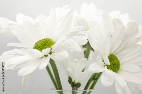 Daisies in a glass vase on gray background