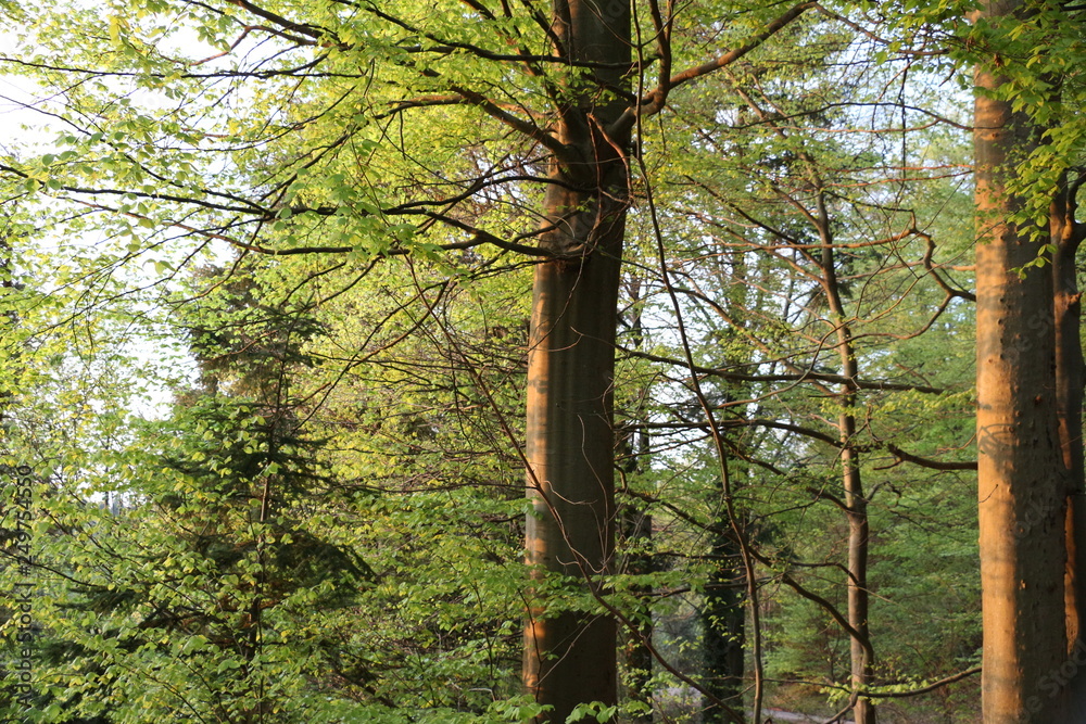 Obraz premium Blackforest in the evening