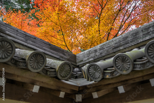 Autumn leaves in Japan