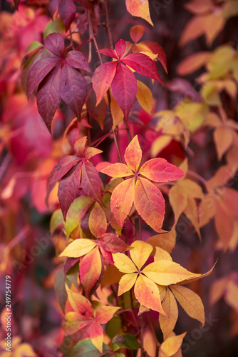 Wild grape red leaves